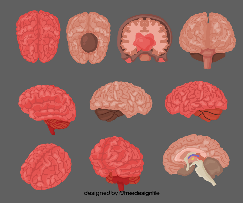 Cartoon brains vector