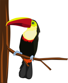 Toucan cartoon clipart