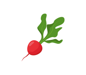 Fresh radish clipart
