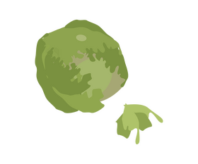 Cabbage illustration clipart