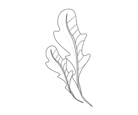 Cartoon arugula greens black and white clipart