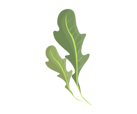 Cartoon arugula greens clipart