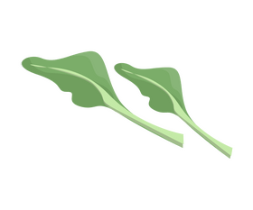 Basil greens drawing clipart