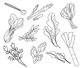 Salad greens black and white vector