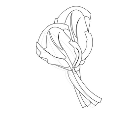 Spinach illustration black and white clipart