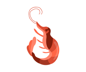 Cartoon shrimp meat clipart