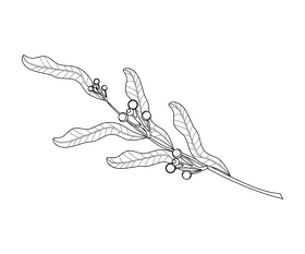 Free flower black and white clipart