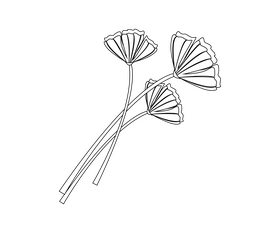 Flowers drawing black and white clipart