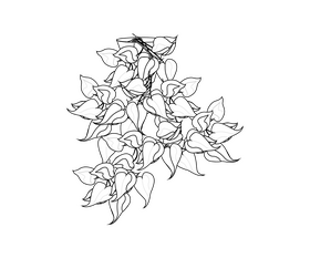 Houseplant illustration black and white clipart