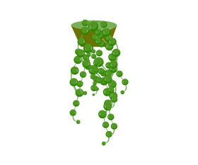 Free ivy flower plant clipart