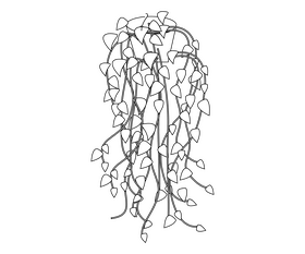 Cartoon English ivy plant black and white clipart