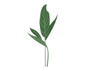 Free plant leaves clipart
