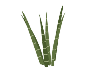 Aloe vera leaves illustration clipart