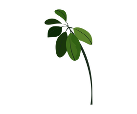 Ficus branch clipart
