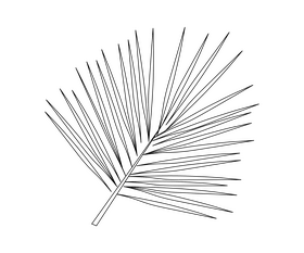 Palm leaf illustration black and white clipart