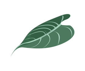 Monstera leaf illustration clipart