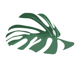 Monstera leaves clipart