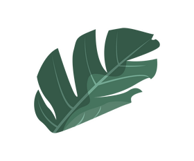 Cartoon monstera leaf clipart