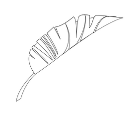 Monstera leaf illustration black and white clipart