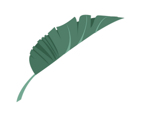 Monstera leaf illustration clipart