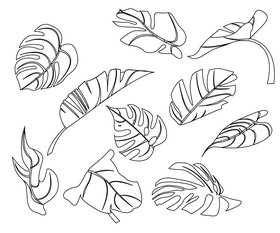 Monstera leaves black and white vector