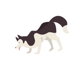 Cute husky dog sniffing clipart