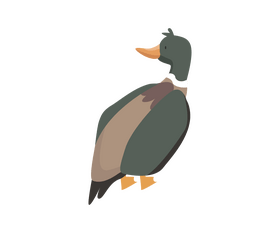 Mallard duck illustration clipart