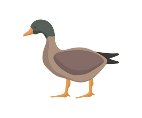 Free wild duck clipart