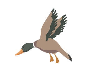 Cartoon mallard flying clipart