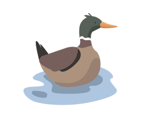 Mallard in the water clipart