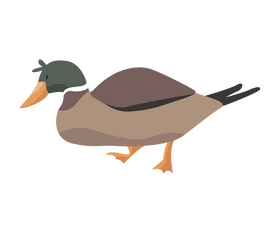 Cartoon wild duck clipart