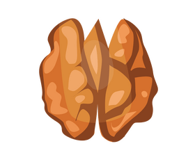 Walnut cartoon clipart