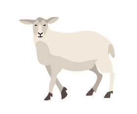 Cute white sheep clipart