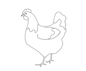 Chicken black and white clipart