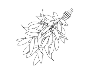 Russian bath broom black and white clipart