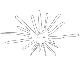 Sea urchin drawing black and white clipart