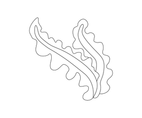Seaweed black and white clipart