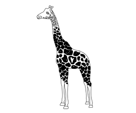 Giraffe drawing black and white clipart