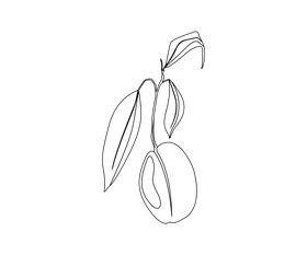 Avocado harvest black and white clipart