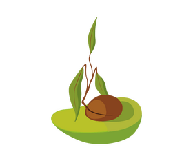 Avocado cut half drawing clipart