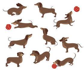 Dachshund dogs vector