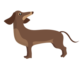 Dachshund looking back clipart