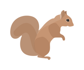 Cute squirrel illustration clipart