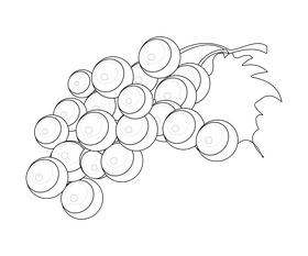 Grape black and white clipart
