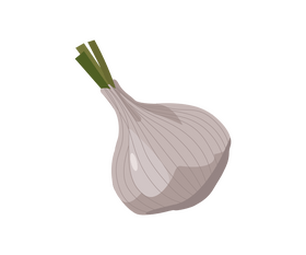 Garlic drawing clipart