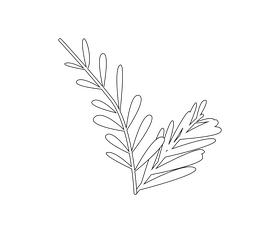 Cartoon spruce branch black and white clipart
