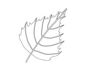 Birch leaves black and white clipart