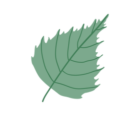 Birch leaves clipart