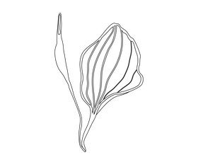 Green leaf illustration black and white clipart