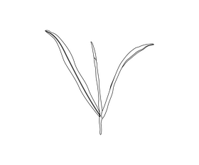 Willow leaves black and white clipart